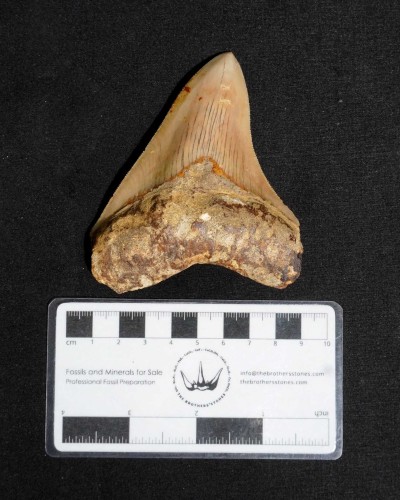 Fossil Shark Tooth – Otodus megalodon – Miocene to Pliocene – West Java, Indonesia