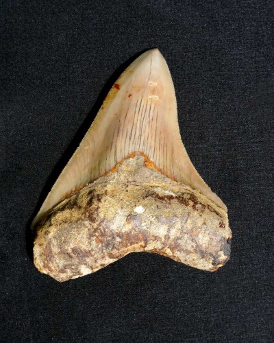 Fossil Shark Tooth – Otodus megalodon – Miocene to Pliocene – West Java, Indonesia
