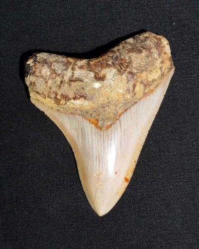 Fossil Shark Tooth – Otodus megalodon – Miocene to Pliocene – West Java, Indonesia