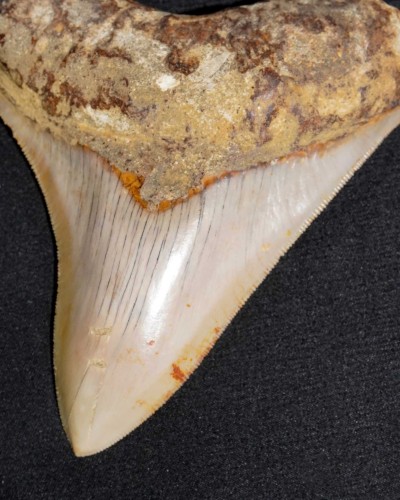 Fossil Shark Tooth – Otodus megalodon – Miocene to Pliocene – West Java, Indonesia