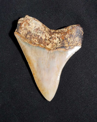 Fossil Shark Tooth – Otodus megalodon – Miocene to Pliocene – West Java, Indonesia