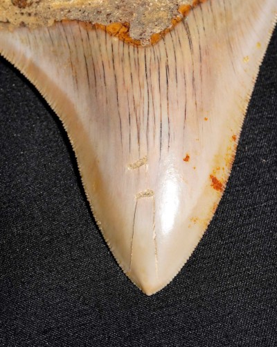 Fossil Shark Tooth – Otodus megalodon – Miocene to Pliocene – West Java, Indonesia