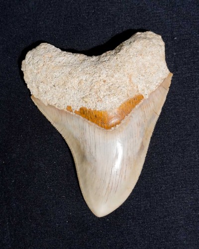 Dente fossile di squalo - Otodus megalodon - Miocene–Pliocene - Giava Occidentale, Indonesia