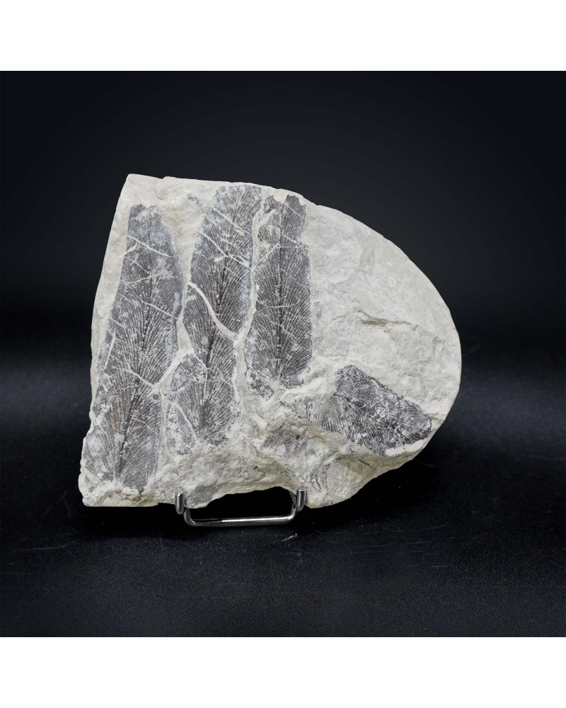 Ｎeuropteris cordata - Carboniferous