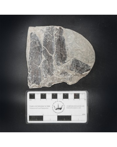 Ｎeuropteris cordata - Carboniferous