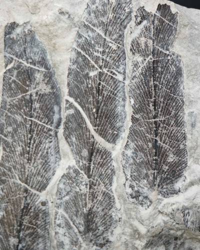 Ｎeuropteris cordata - Carboniferous