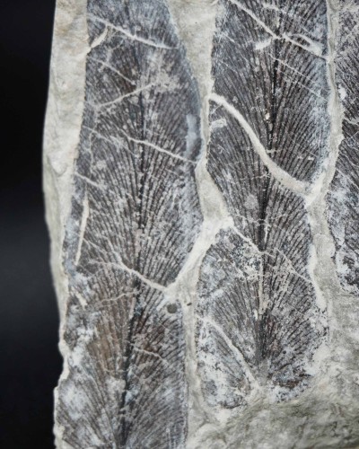 Ｎeuropteris cordata - Carboniferous