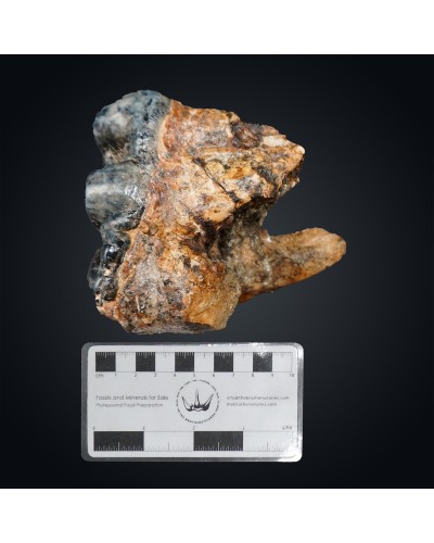 Prodeinotherium hobleyi - Miocene